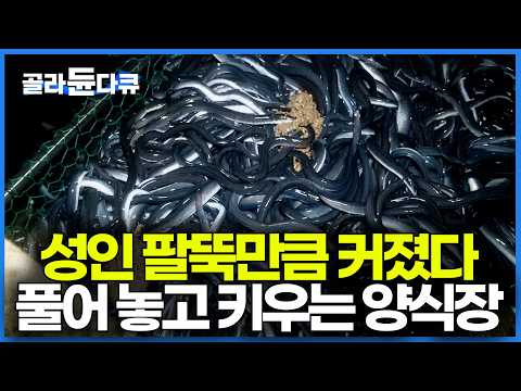 논에 고여 있는 물로 양식했더니 벌써 20만 마리나 됐다. 지수식 양식법 쓰는 민물장어 양식장 가봤더니｜극한직업｜#골라듄다큐 thumbnail