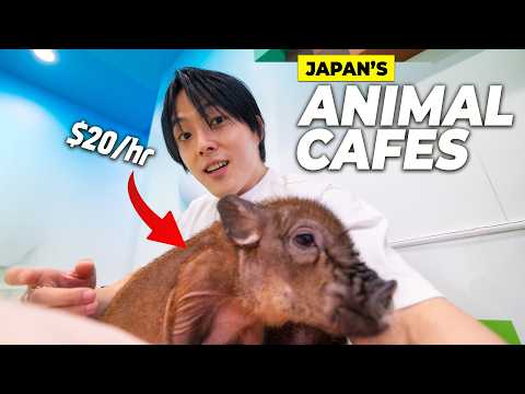 Street in Japan Where Animals Work for Money thumbnail