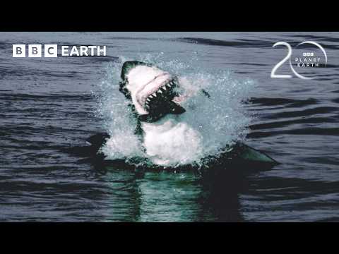 Great Whites Hunt Cape Fur Seals | 20 Years of Planet Earth | BBC Earth thumbnail