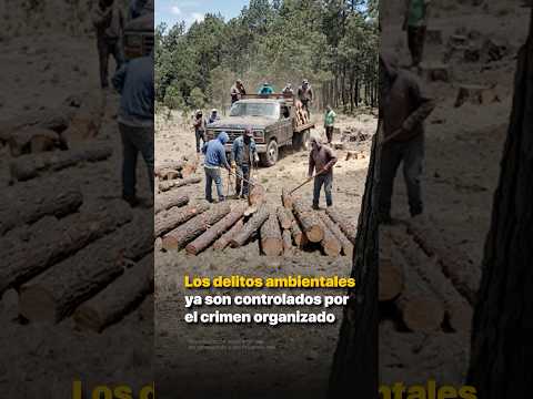 Los delitos ambientales ya son controlados por el crimen organizado thumbnail