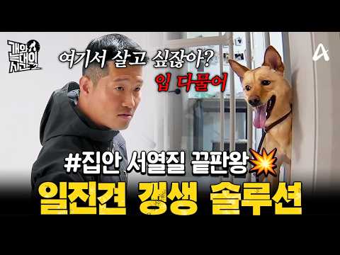 [#클립배송] 약자 앞에선 으르렁, 강형욱 앞에선 깨갱? 센 척하던 일진견 갱생시키는 강형욱 | #개와늑대의시간2 19회 thumbnail
