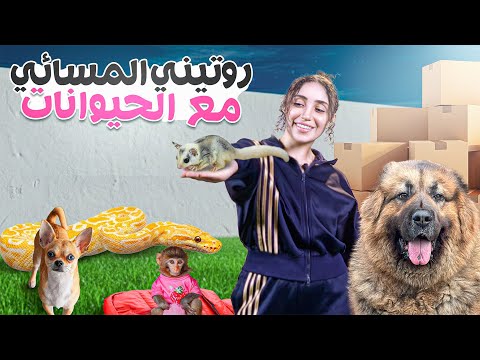 روتين المسائي مع الحيوانات كل يوم 😍 thumbnail