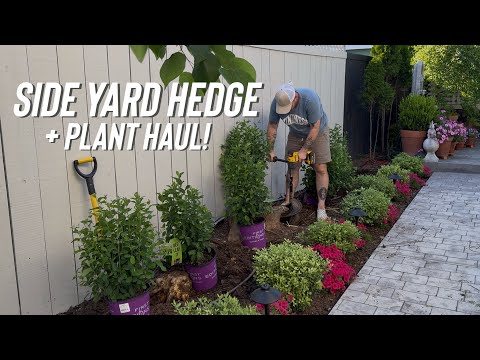 Planting Sumac, Serviceberry Hedge & So Many Plants….. thumbnail