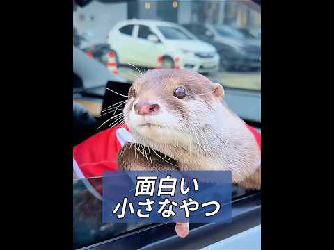助けが必要なカワウソの赤ちゃんを育てる #動物プロダクション #動物 thumbnail