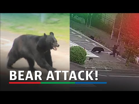 Bear attacks people in Japan's Fukushima, injures 4 | ABS-CBN News thumbnail