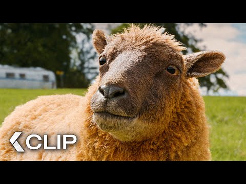 Die Herde übernimmt den Fall! - GLENNKILL: Ein Schafskrimi Clip & Trailer German Deutsch (2026) thumbnail