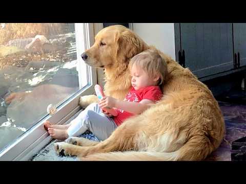 When Your Big Dog Becomes the Loyal Babysitter ❤️ thumbnail