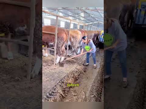 Dieses System reinigt einen ganzen Stall in Sekunden thumbnail