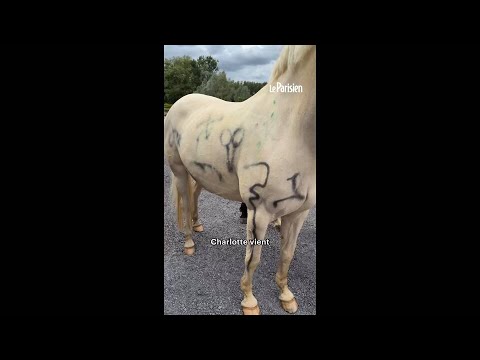 Nord : une cagnotte pour soigner 3 chevaux tagués et mutilés thumbnail