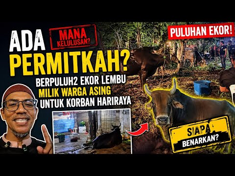 WARGA ASING BUAT KORBAN BESAR-BESARAN DI SEKITAR SELAYANG ,GOMBAK thumbnail