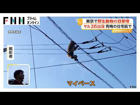 都内で野生動物の目撃増加 青梅でサル2匹が電線伝い激しく揺さぶり 港区・赤坂ではハクビシンも（2026年05月14日） thumbnail