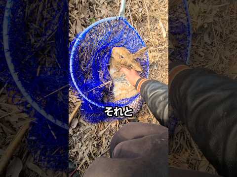 野生のウサギを拾ってしまった #ニホンノウサギ thumbnail