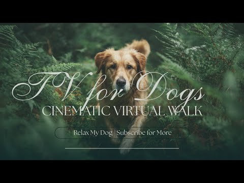 Relax My Dog TV! Beautiful nature walking videos to keep your dog calm and anxiety free!  thumbnail