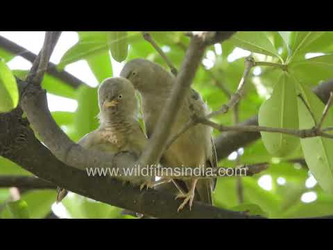 Group of Jungle Babblers display allopreening behaviour thumbnail