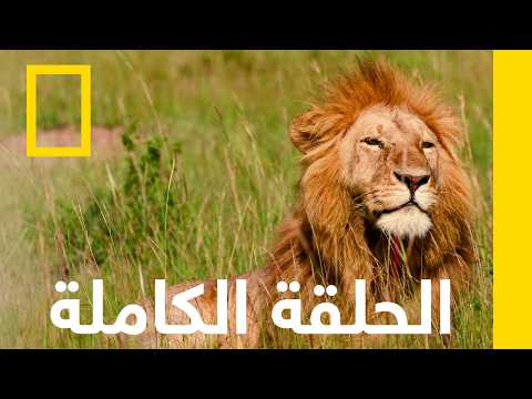 الحلقة الكاملة | الحيوانات الخمسة الأكثر شهرة في أفريقيا | ناشونال جيوغرافيك أبوظبي thumbnail