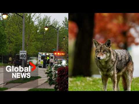 Coyote bites child in the head during attack near Toronto, retreats into woods thumbnail
