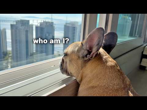 Let's Be Honest...Do I REGRET Getting French Bulldogs? thumbnail