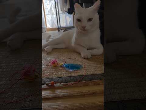 今のシロ。　 #保護猫 #猫のいる暮らし #猫 thumbnail