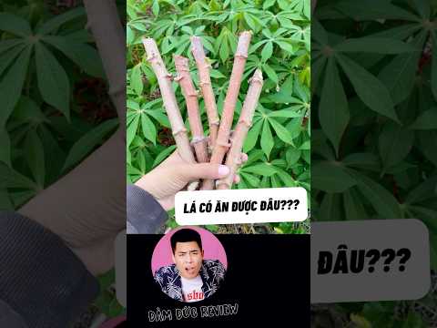 Đặc sản Phú Thọ, rau sắn muối chua - | Đàm Đức Review thumbnail