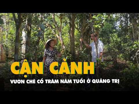 Cận cảnh những vườn chè cổ trăm năm tuổi độc đáo ở vùng Cùa Quảng Trị thumbnail