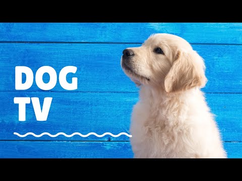 Relaxing Virtual Adventure TV for Dogs with Soothing Anti-Anxiety Music thumbnail
