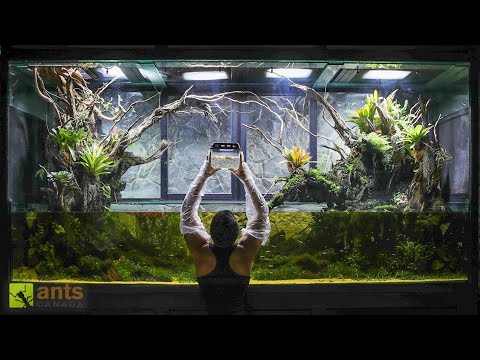 I Unleashed a Tadpole Swarm Into My Giant Rainforest Vivarium thumbnail