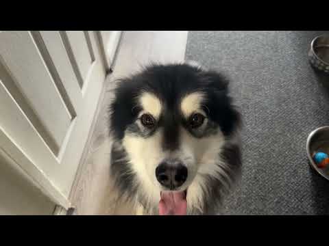 REUNITED WITH A CELEBRITY DOG AFTER YEARS! | Life With Malamutes thumbnail