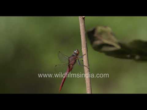 Crimson Marsh Glider dragonfly perched at Wilderness Orchard thumbnail