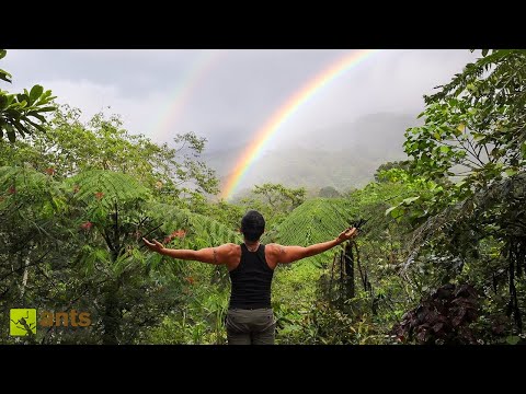 I Entered a Rainforest to Find Creatures For My Vivariums thumbnail