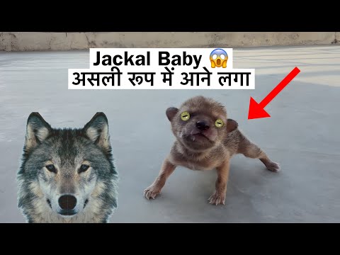Jackal Baby कैसे चलने लगा ? | @Street_Dog_Pluto  thumbnail