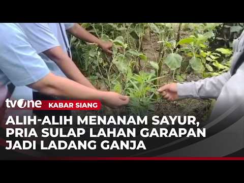 Pria di Deli Serdang Tanam Ganja di Lahan Garapan | Kabar Siang thumbnail