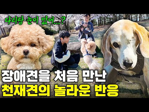 세상에나... 장애견을 처음 만난 천재견이 충격받은 이유  thumbnail