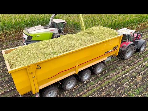 Maize Silage on Largest Dairy Farm in Holland | HUGE 75m3 4-axle Push-off Trailers | Van Bakel thumbnail