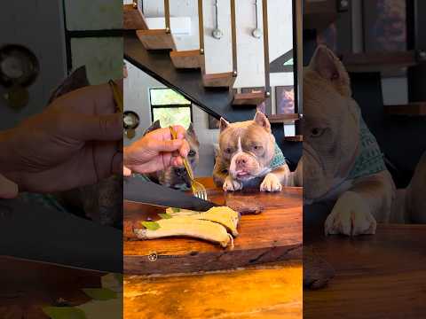 Hoje tem Picanha 🐾 aqui na Família Blue 💙 Elas amam carne 🥩 thumbnail