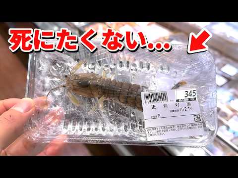 スーパーに売れ残っていた瀕死のシャコを飼育してみると… thumbnail