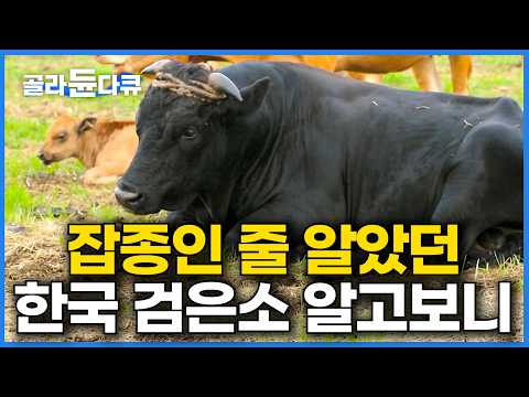 일본에 의해 잡종 취급 받게 된 한국 검은 소의 정체｜멸종한 줄 알았던 조선 시대 흑우, 알고보니｜하나뿐인지구｜#골라듄다큐 thumbnail