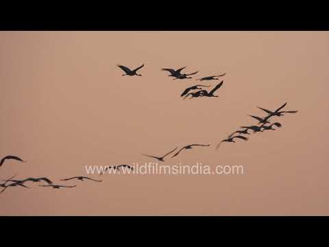 Flock of migratory Kurja or Demoiselle Cranes soaring through the skies of Rajasthan! thumbnail