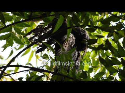 Black Kite found hanging from a tree during Delhi heatwave thumbnail