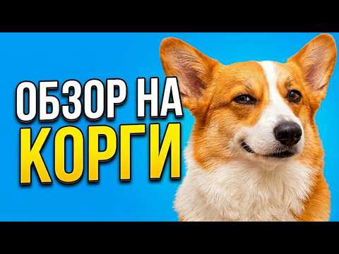 Я узнал всё о КОРГИ: кому подходит, а кто пожалеет thumbnail