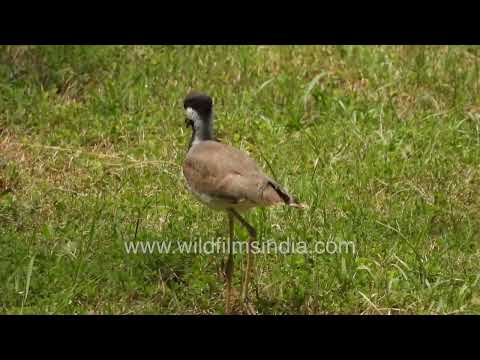 Red-wattled Lapwing with chick in Wilderness Orchard thumbnail