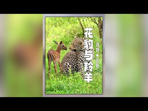 當冷血花豹遇到新生小羚羊，大自然究竟有多溫柔？ #動物世界 #萬物皆有靈性 #花豹 #羚羊 thumbnail