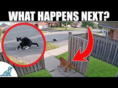 Learn The Command That Could Save Your Dogs Life... thumbnail