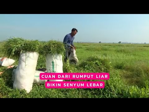 Cuan Dari Rumput Liar Bikin Senyum Lebar | CUAN BOS (24/05/26) thumbnail