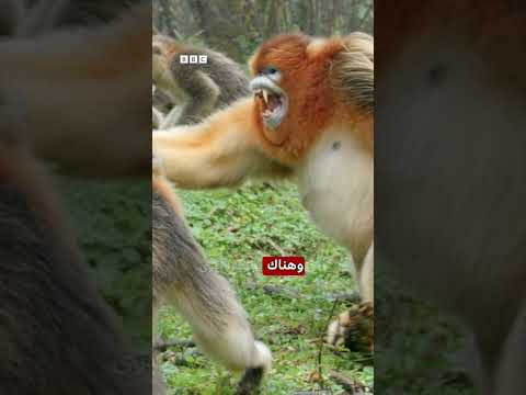 لماذا تعيش النساء أطول من الرجال؟ thumbnail