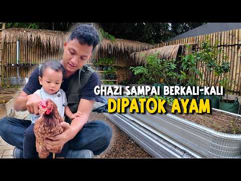 BIKIN KANDANG AYAM DI BELAKANG RUMAH | AZMANNIS thumbnail