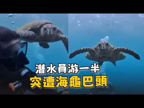 潛水員海底游到一半　突遭海龜巴頭超傻眼 thumbnail