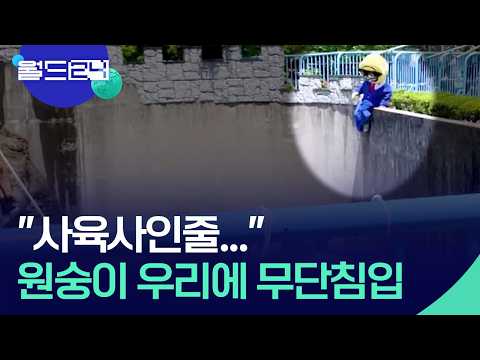 원숭이 ‘펀치’ 우리에 무단침입한 남성 체포 [월드24/월드플러스] / KBS  2026.05.19. thumbnail