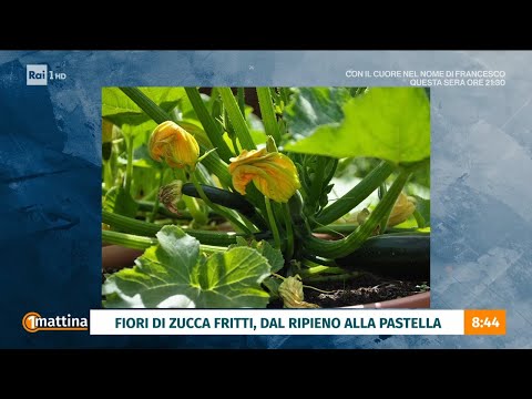 Zucchine e fiori di zucca: è iniziata la stagione - Unomattina 29/05/2026 thumbnail