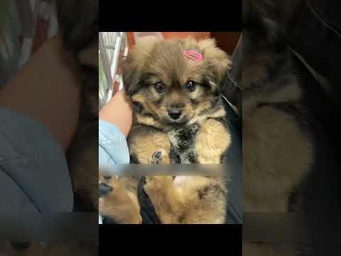 Mua Golden Retriever qua mạng giá 3 triệu và cái kết nhận về chú "chó cỏ" độc lạ đầy bất ngờ! 😅🐾. thumbnail