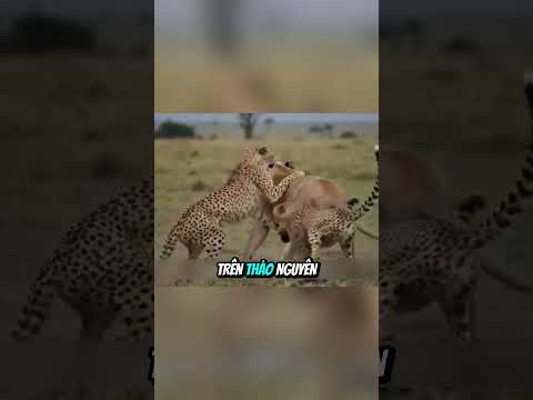 Đàn báo xét sát sư tử trả thù thumbnail